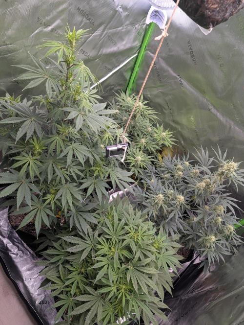 New tent setup 1st run. Week 8