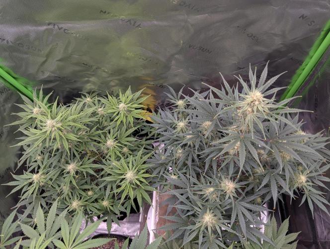 New tent setup 1st run. Week 8