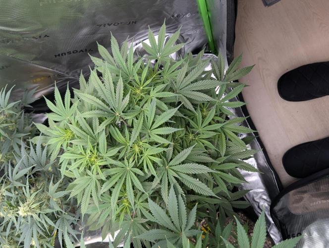 New tent setup 1st run. Week 8