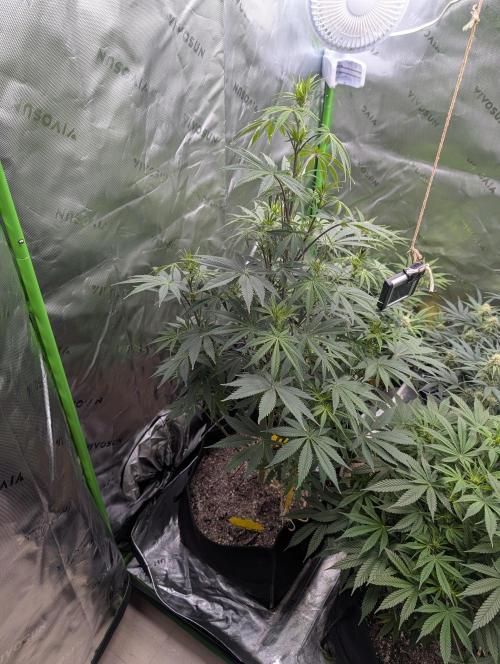 New tent setup 1st run. Week 8