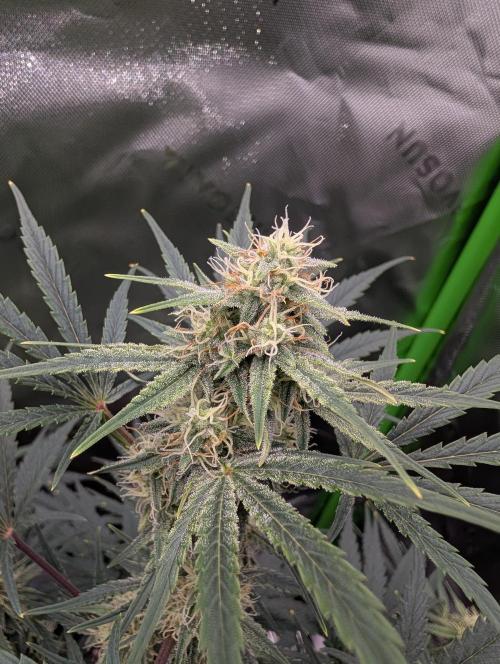 New tent setup 1st run. Week 8