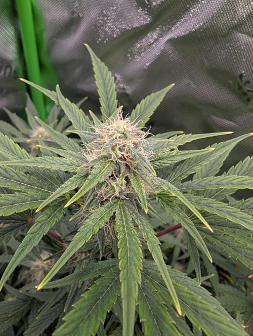 New tent setup 1st run. Week 8