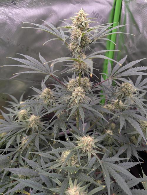 New tent setup 1st run. Week 8