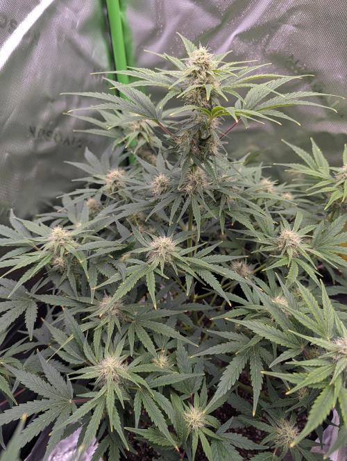 New tent setup 1st run. Week 8