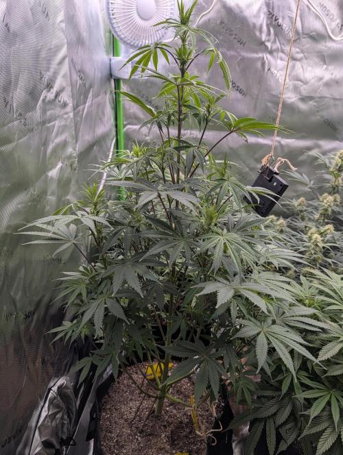 New tent setup 1st run. Week 8