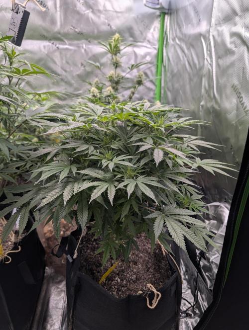 New tent setup 1st run. Week 8