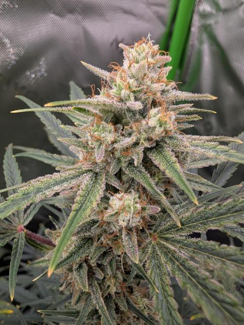 New tent setup 1st run. Week 10