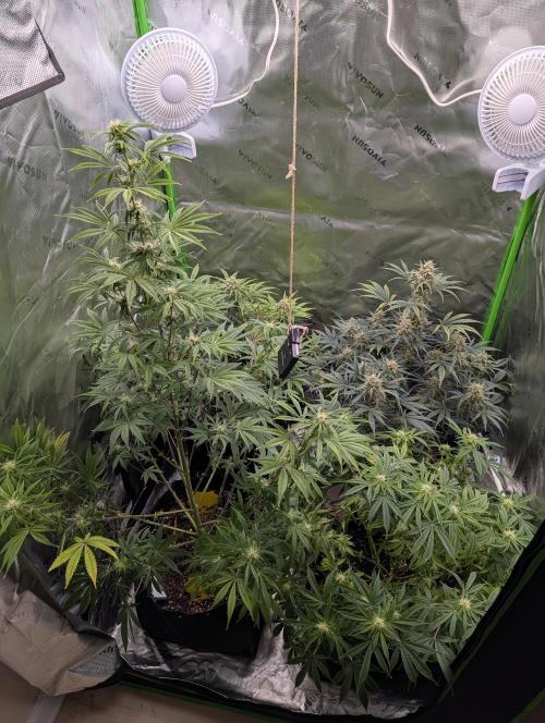 New tent setup 1st run. Week 10