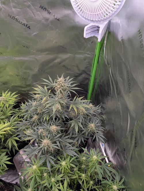 New tent setup 1st run. Week 10