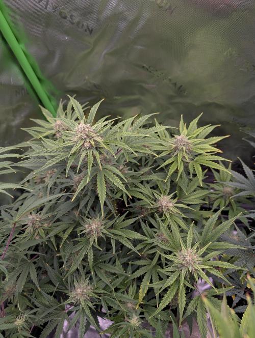 New tent setup 1st run. Week 10