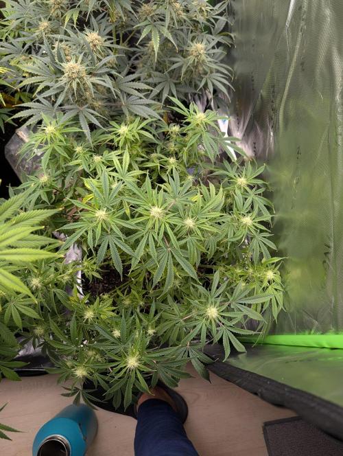 New tent setup 1st run. Week 10