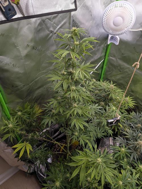 New tent setup 1st run. Week 10
