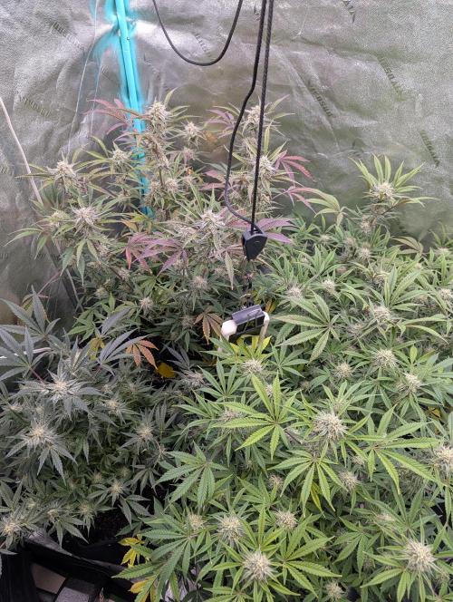 Milk & Qookie Smasher 1st run. Week 10