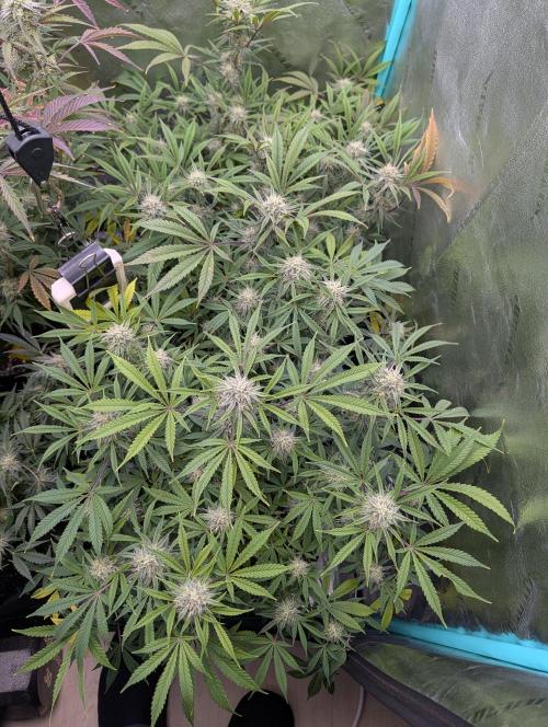 Milk & Qookie Smasher 1st run. Week 10