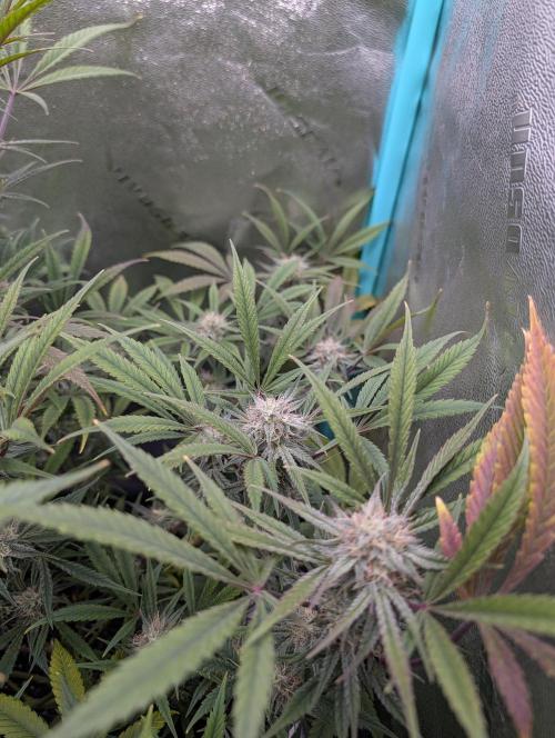 Milk & Qookie Smasher 1st run. Week 10