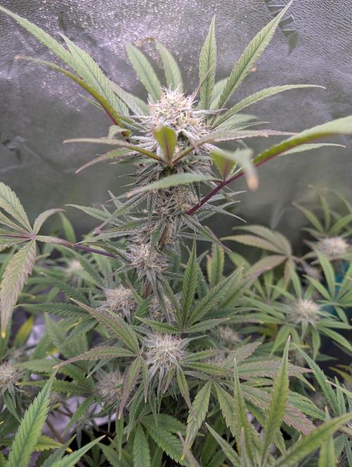 Milk & Qookie Smasher 1st run. Week 10