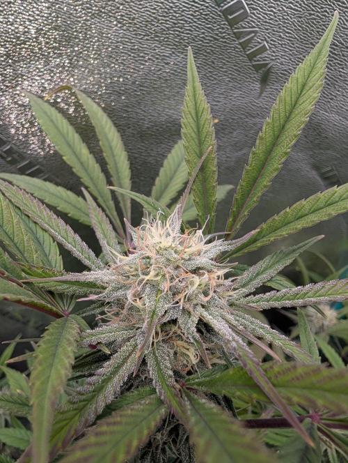 Milk & Qookie Smasher 1st run. Week 10