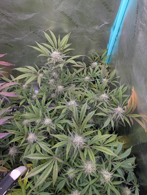 Milk & Qookie Smasher 1st run. Week 10