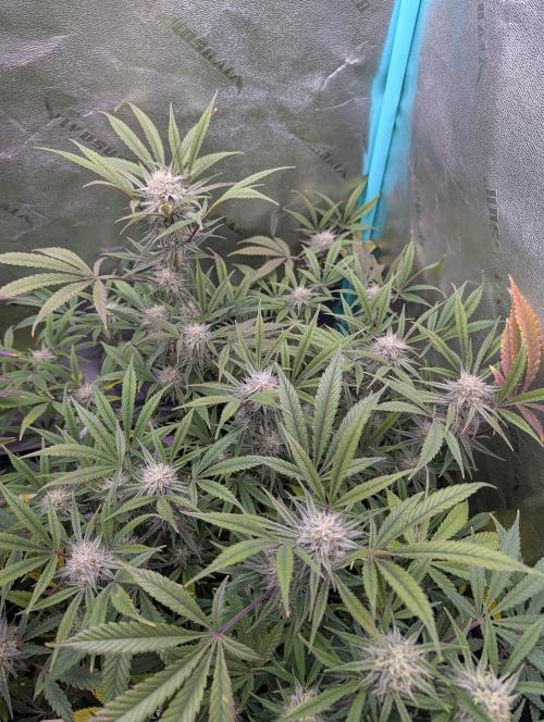 Milk & Qookie Smasher 1st run. Week 10