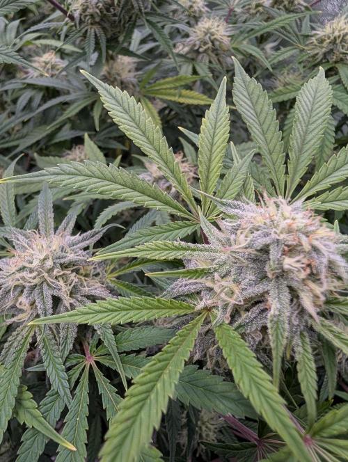 Milk & Qookie Smasher 1st run. Week 10