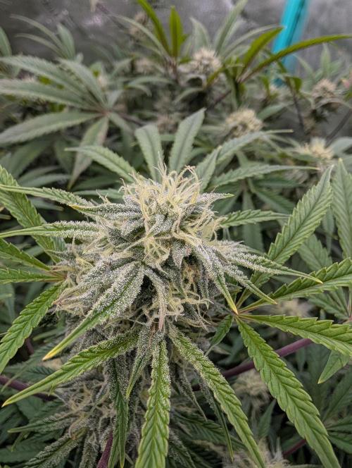 Milk & Qookie Smasher 1st run. Week 10