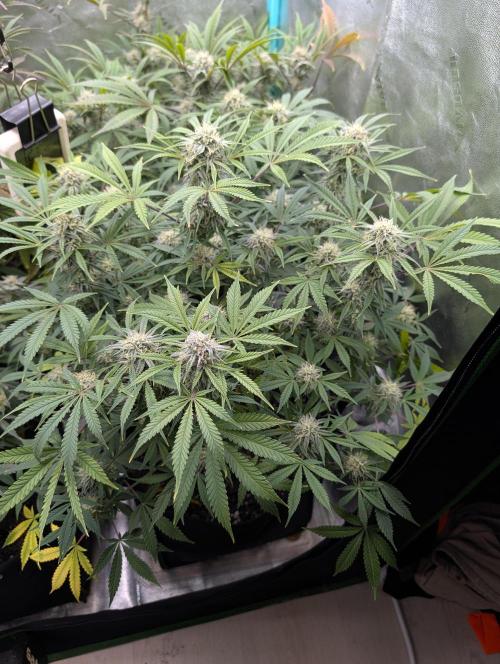 Milk & Qookie Smasher 1st run. Week 10