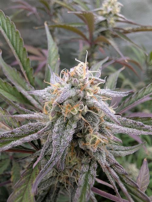 Milk & Qookie Smasher 1st run. Week 10