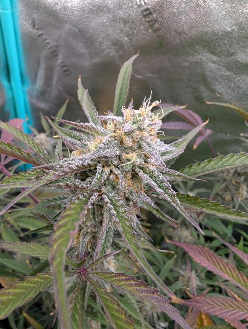 Milk & Qookie Smasher 1st run. Week 10