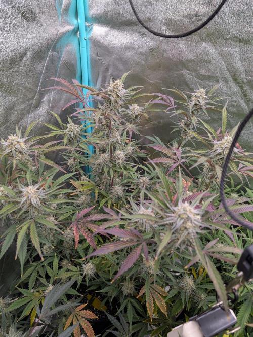 Milk & Qookie Smasher 1st run. Week 10