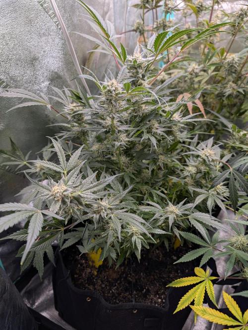 Milk & Qookie Smasher 1st run. Week 10