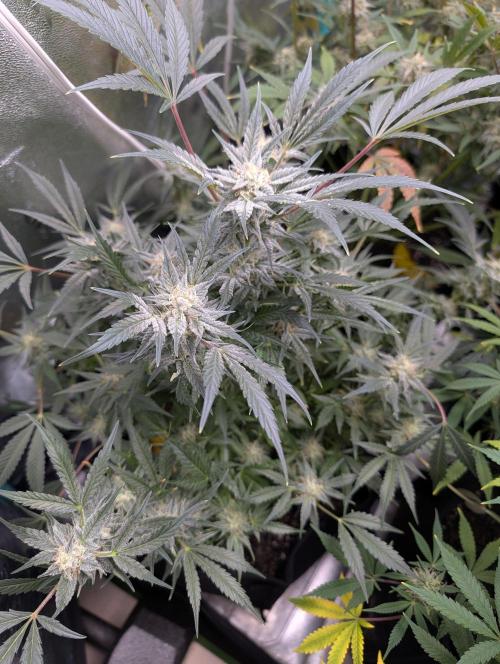 Milk & Qookie Smasher 1st run. Week 10