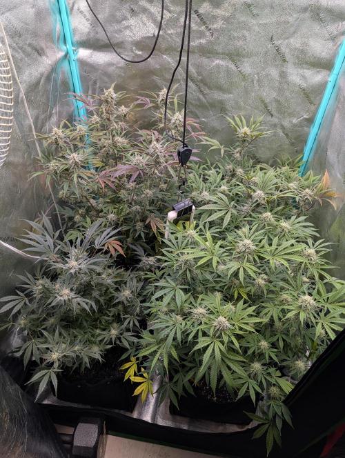Milk & Qookie Smasher 1st run. Week 10