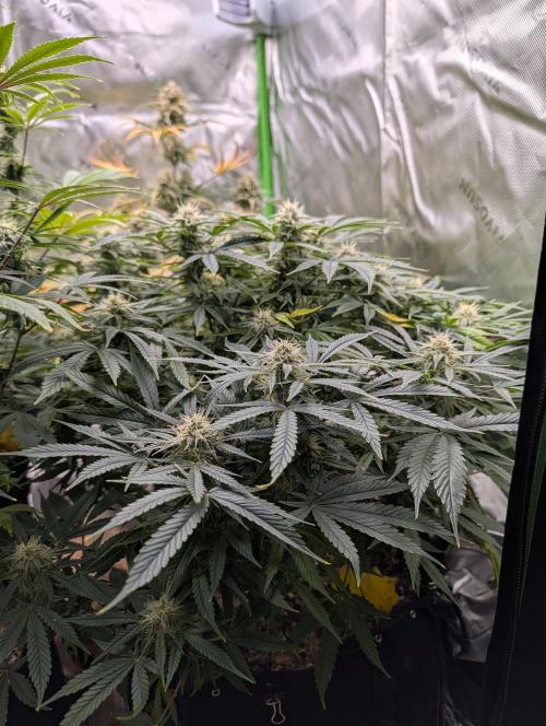 New tent setup 1st run. Week 11