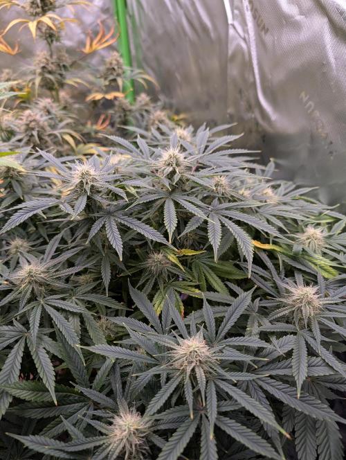 New tent setup 1st run. Week 11