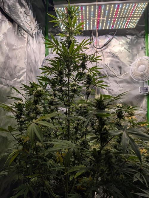 New tent setup 1st run. Week 11