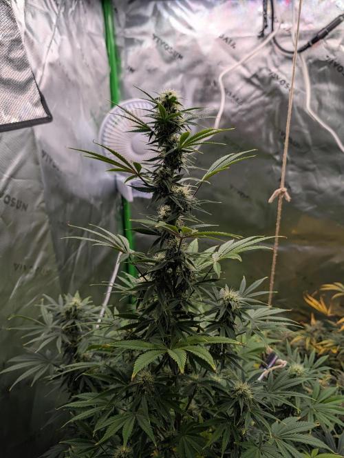 New tent setup 1st run. Week 11