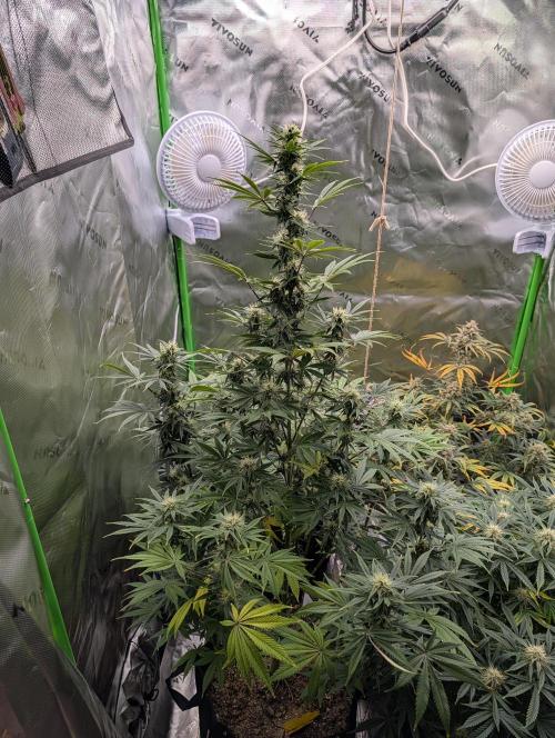 New tent setup 1st run. Week 11