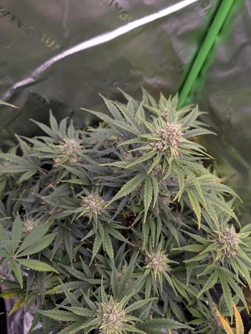 New tent setup 1st run. Week 11