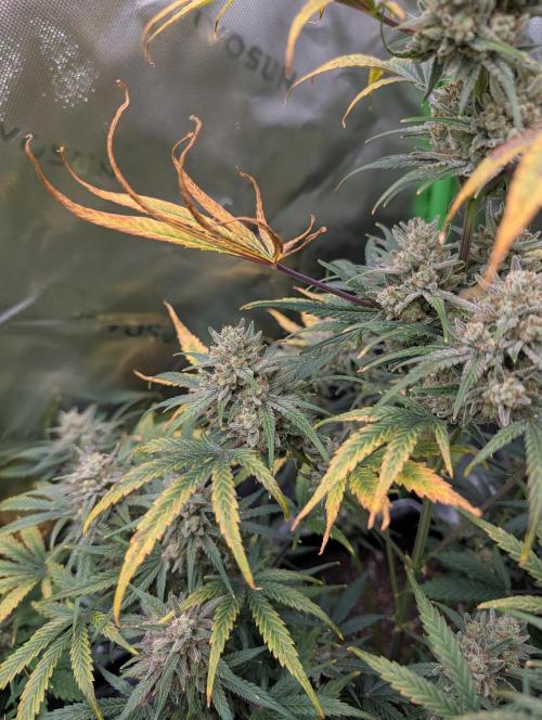 New tent setup 1st run. Week 11