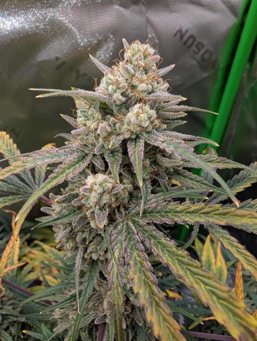 New tent setup 1st run. Week 11