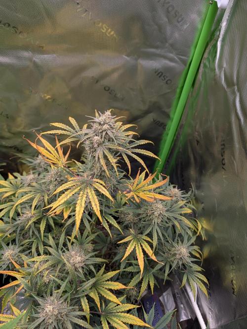 New tent setup 1st run. Week 11