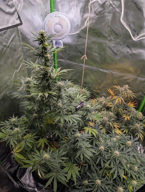 New tent setup 1st run. Week 11