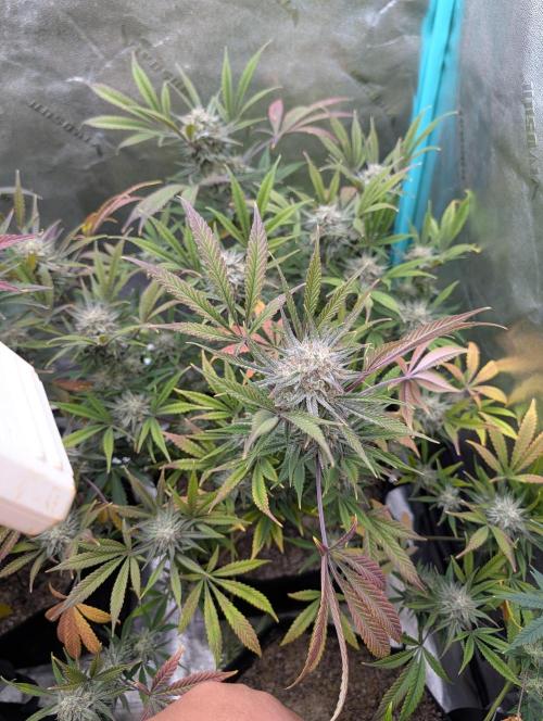 Milk & Qookie Smasher 1st run. Week 11