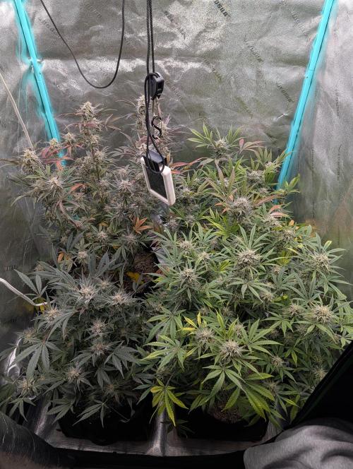 Milk & Qookie Smasher 1st run. Week 11