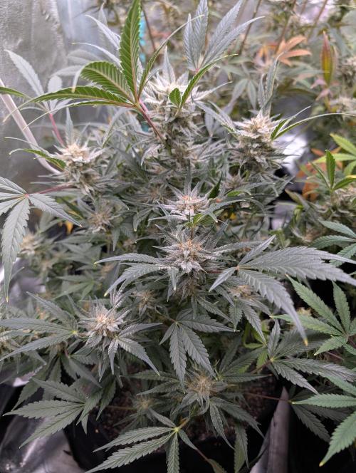 Milk & Qookie Smasher 1st run. Week 11