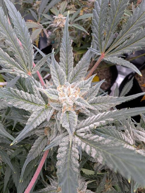 Milk & Qookie Smasher 1st run. Week 11