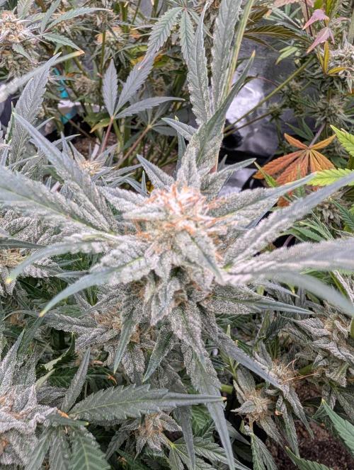 Milk & Qookie Smasher 1st run. Week 11