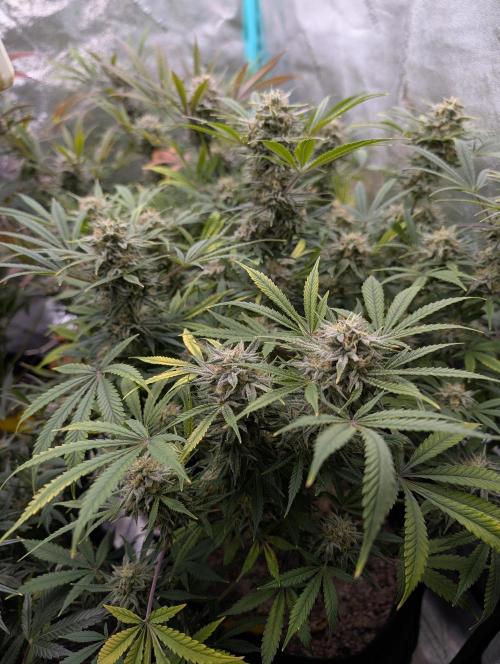 Milk & Qookie Smasher 1st run. Week 11
