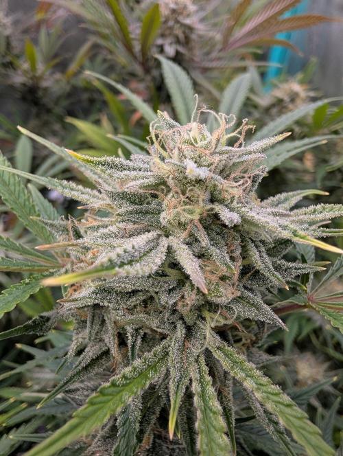 Milk & Qookie Smasher 1st run. Week 11