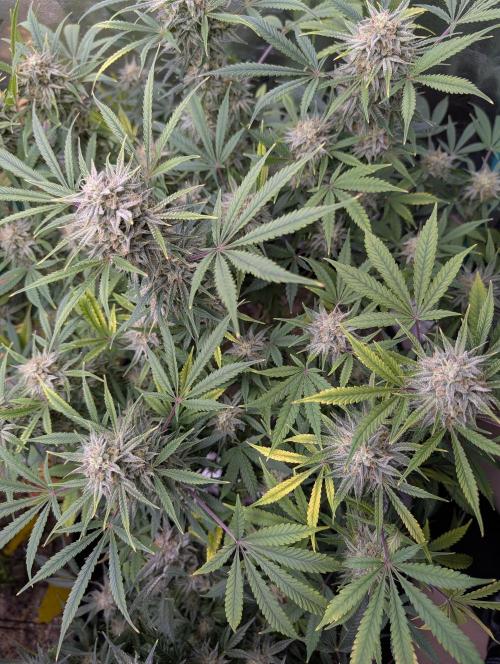Milk & Qookie Smasher 1st run. Week 11